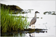 Yellow-Crowned-Night-Heron